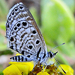 Azanus jesous jesous